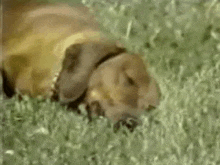 Rusty Narcoleptic GIF - Rusty Narcoleptic Sleepy Dog GIFs