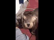 Be Sure To Get My Good Side! GIF - Seal Baby Cute GIFs