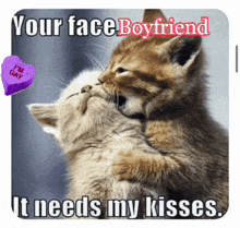 two kittens kissing with a purple heart that says i 'm gay on it