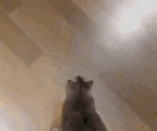 a cat is standing on its hind legs on a wooden floor looking up at the camera .