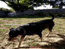Kodie Dog GIF - Kodie Dog Cute GIFs
