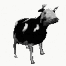 Vaca GIF