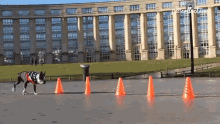 Running In Hurry GIF - Running In Hurry Challenge Accepted GIFs