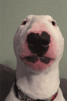 a close up of a dog 's face with a red nose and a black spot