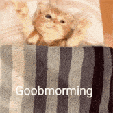 Good Morning Goobmorming GIF - Good Morning Goobmorming Cat GIFs