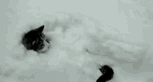 Snowed In Kitty GIF - Cat Snow Happy GIFs