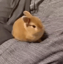 a small brown rabbit is sitting on top of a striped blanket .