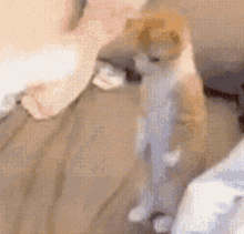 Kitty Standing Up GIF - Kitty Standing Up Nod GIFs