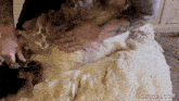 a tattooed man is shaving a sheep with a gifrun.com watermark on the bottom