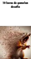 a picture of a squirrel with its mouth open and the words `` 10 horas de gamelan desafio '' written above it .