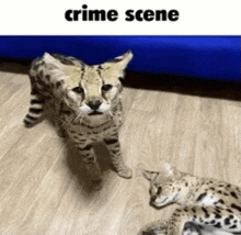 two cats are standing next to each other with the words crime scene above them