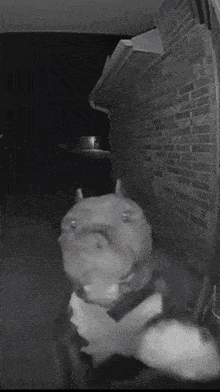 Pitbullknocksondoordoorbell Pitbull Dog GIF