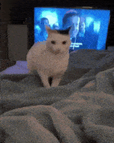 a white cat is sitting on a bed in front of a television screen .