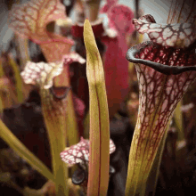 sarracenia carnivorous plant plant bloom time laps