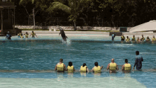 Dolphin Show The Last Tourist GIF - Dolphin Show The Last Tourist Dolphin Performance GIFs