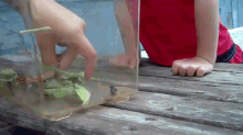 a child is playing with a frog in a glass container on a wooden table