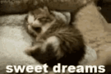 Cat Nap Napping GIF - Cat Nap Napping GIFs
