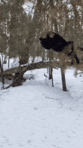 Black Leopard Leaping GIF - Black Leopard Leaping Playing In Snow GIFs
