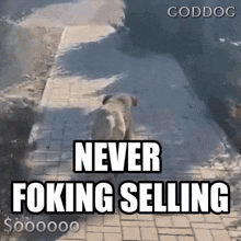 Doggod Goddog GIF - Doggod Goddog Memecoin GIFs