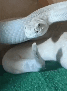 a white rattlesnake is laying on top of a green carpet .