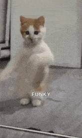 a white and orange cat is dancing in front of a mirror and says funky .