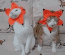 被り物　猫　ねこ GIF - Cats GIFs