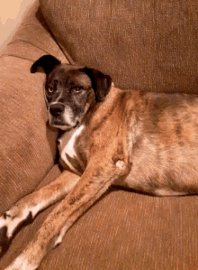 Sleepy Tired GIF - Sleepy Tired Dog GIFs
