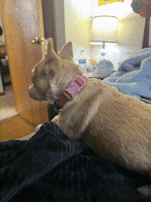 a small dog wearing a pink collar is laying on a bed