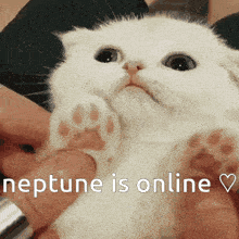 a white cat is being held in someone 's hands with the words " neptune is online " written below it