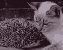 Hedgehogs Pillow GIF - Hedgehogs Pillow Cat GIFs