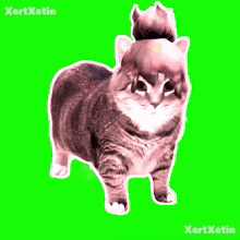 a cat is on a green screen with the name kertxetin on the bottom