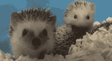 Yawn Hedgehog GIF
