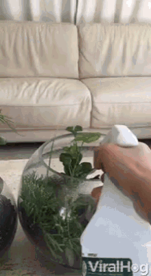 Viralhog Plants GIF - Viralhog Plants Watering GIFs