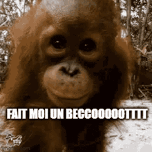 Becot Monkey GIF - Becot Monkey Hug GIFs