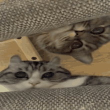 Comaru Cat GIF - Comaru Cat GIFs
