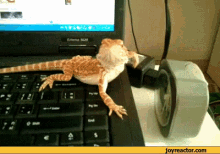 Lizard Pretending To Dance Swim GIF - Lizard Coling Off Lizard Swim GIFs
