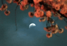 a blurred image of a crescent moon behind a tree branch with red leaves