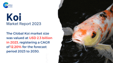 Koi Market Report 2024 GIF - Koi Market Report 2024 GIFs