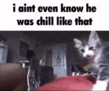 Cat Idk We Chil Like That GIF