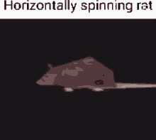 rat spinning spinning rat