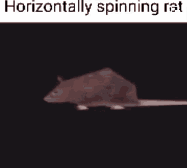 Rat Spinning 