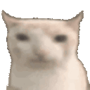 a close up of a cat 's face against a white background .
