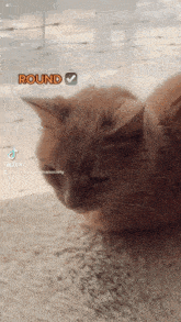 Loaf Cat GIF - Loaf Cat Cat Loaf GIFs