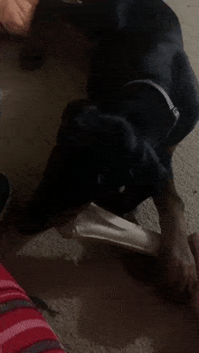 a black dog chews on a white bone on the floor