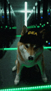 a dog wearing a hat that says dea