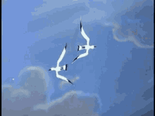 gaivota seagull birds flying