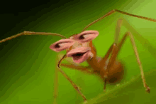 Ant Pog GIF