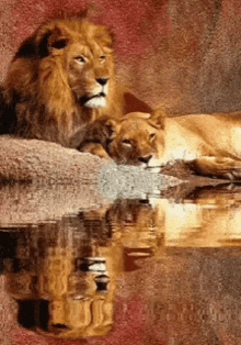 Lions Reflection GIF - Lions Reflection GIFs