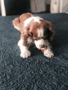 Cooter King Charles Cavalier GIF - Cooter King Charles Cavalier Cavalier King Charles GIFs
