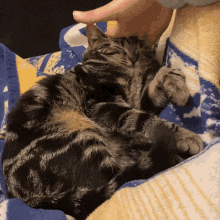 Kitty Squish GIF - Kitty Squish GIFs